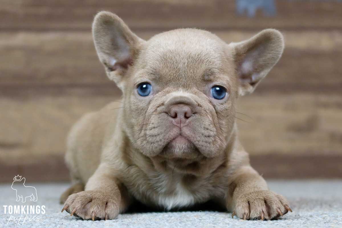 Shawn, available French Bulldog puppy at TomKings Puppies