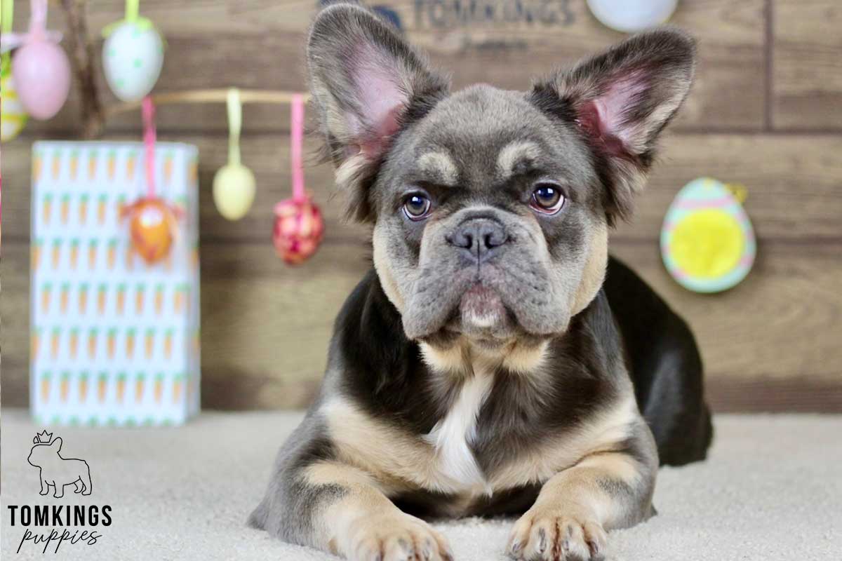 Shayna, available French Bulldog puppy at TomKings Puppies