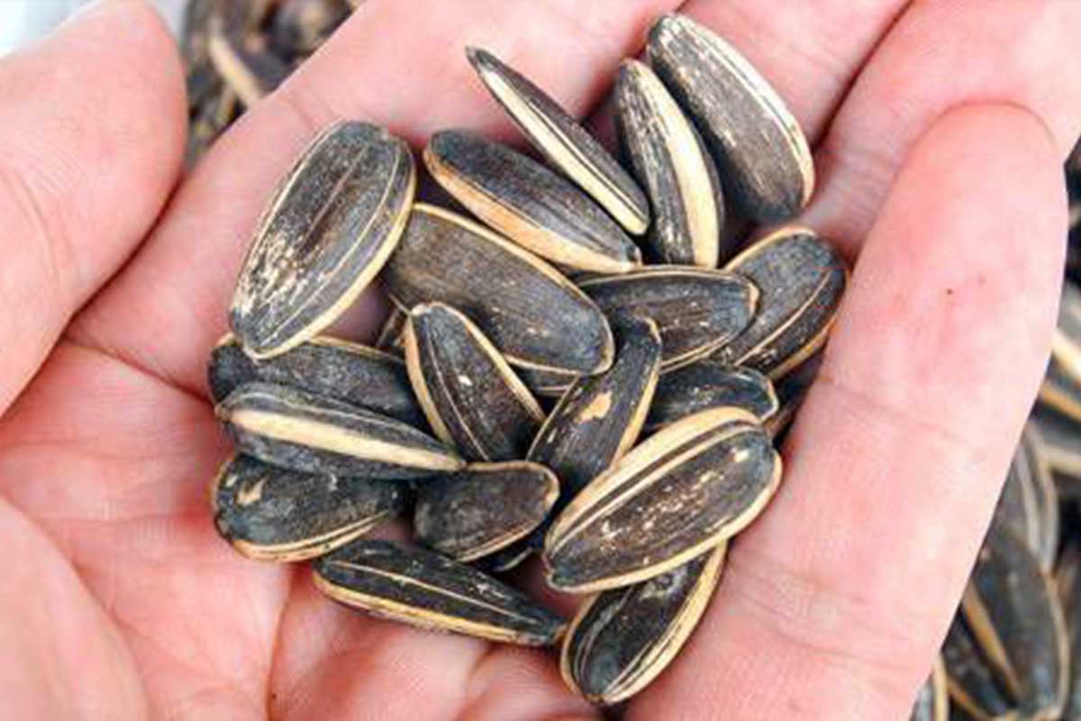 Can French Bulldogs Eat Nuts? - TomKings Puppies blog