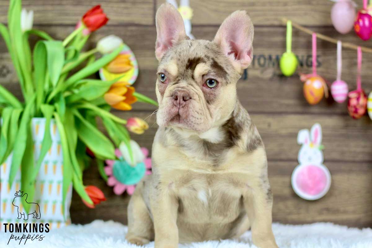 Tabitha, available French Bulldog puppy at TomKings Puppies