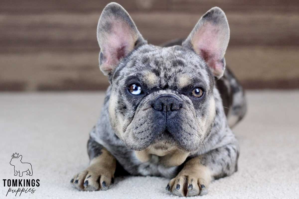 Theodore, available French Bulldog puppy at TomKings Puppies