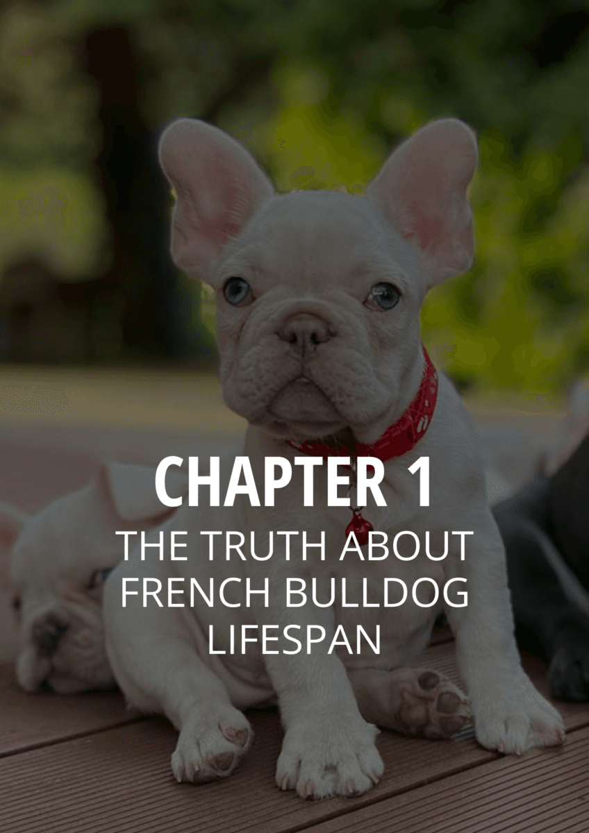 Avoid Deadly Mistakes: Add Years to Your Frenchie’s Life! - TomKings Puppies ebook