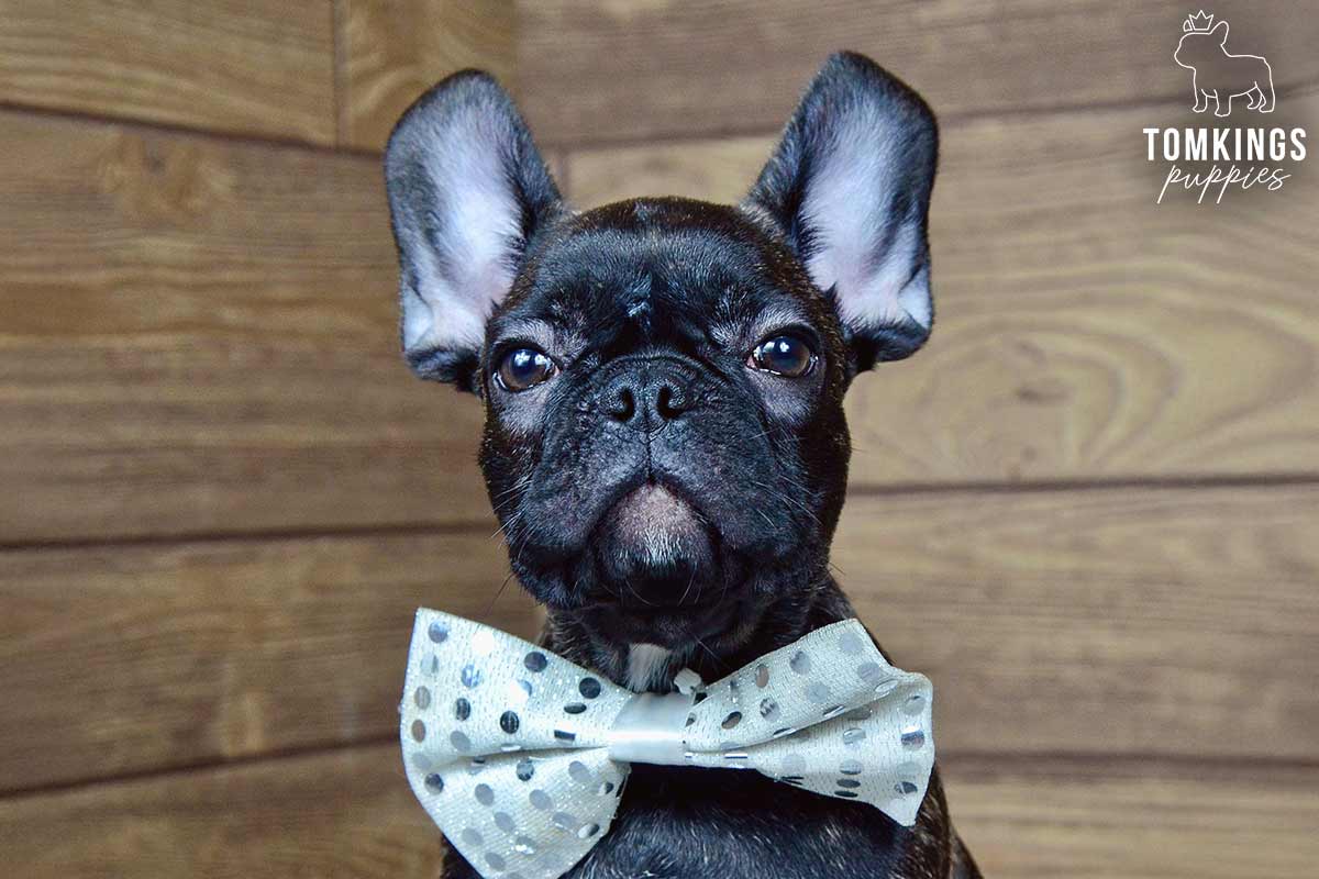 Crosby, available French Bulldog puppy at TomKings Puppies