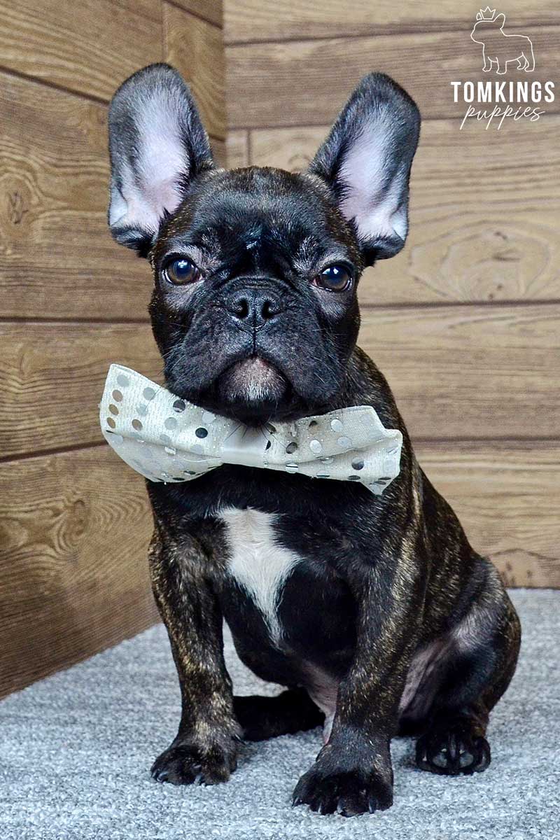 Crosby, available French Bulldog puppy at TomKings Puppies