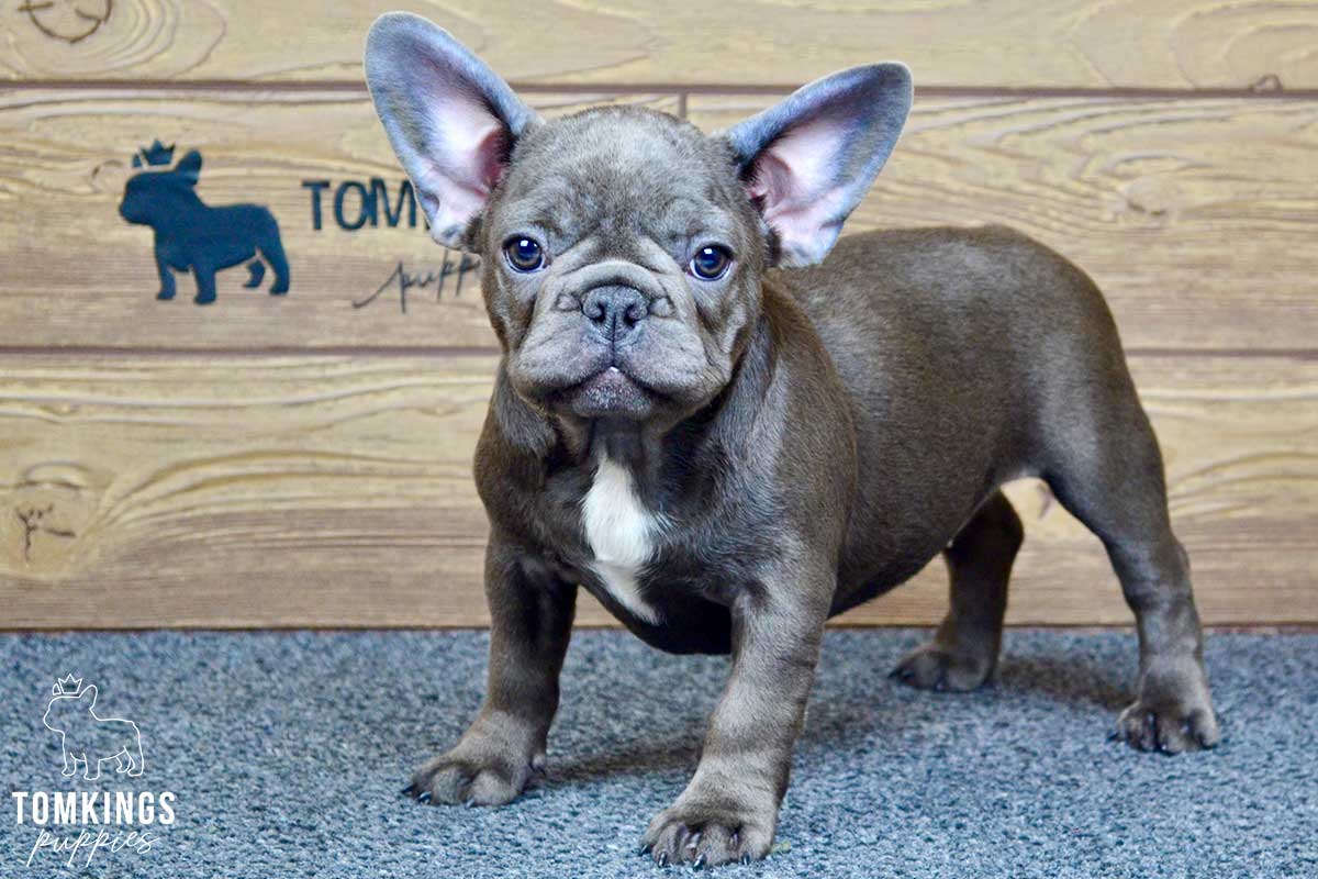 Davina, available French Bulldog puppy at TomKings Puppies