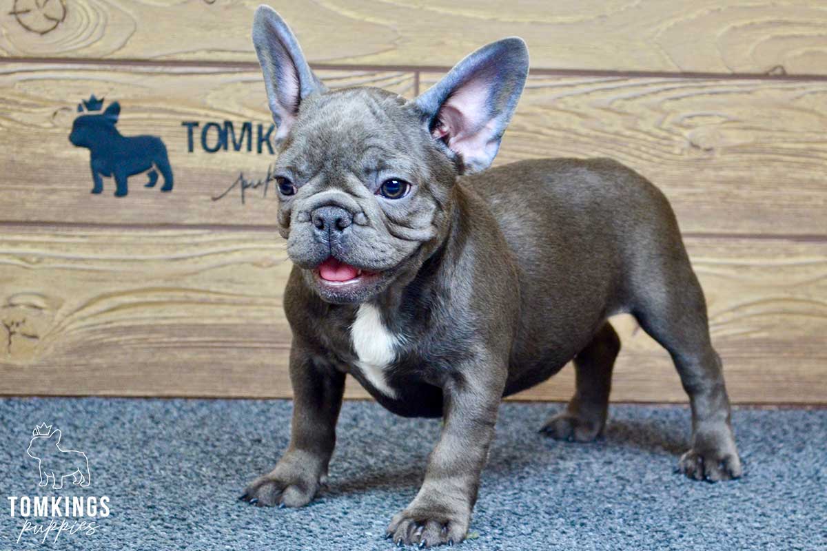Davina, available French Bulldog puppy at TomKings Puppies