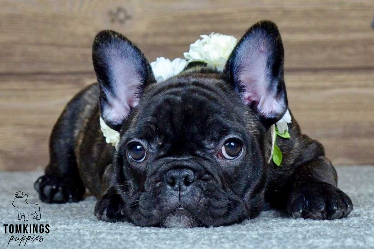 Demy, available French Bulldog puppy at TomKings Puppies