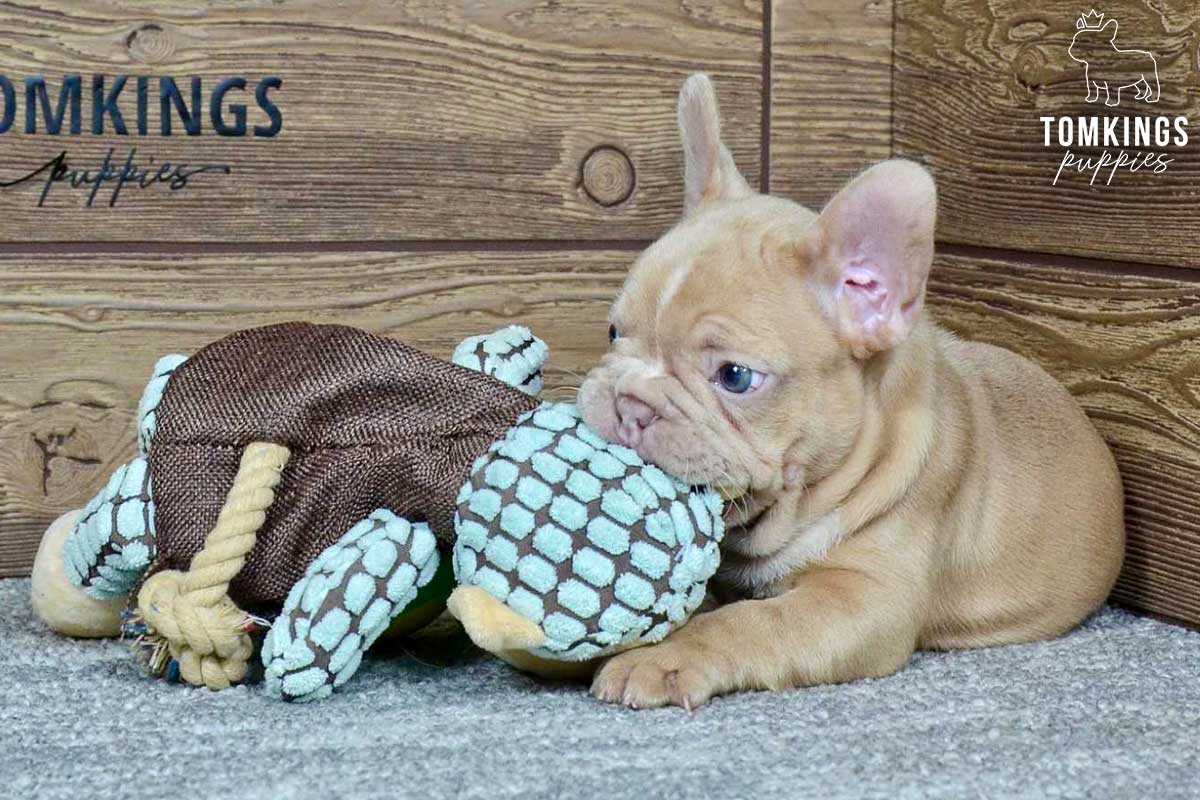 Dilon, available French Bulldog puppy at TomKings Puppies