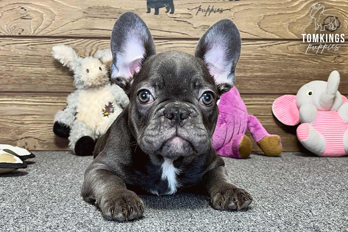 Esmeray, available French Bulldog puppy at TomKings Puppies