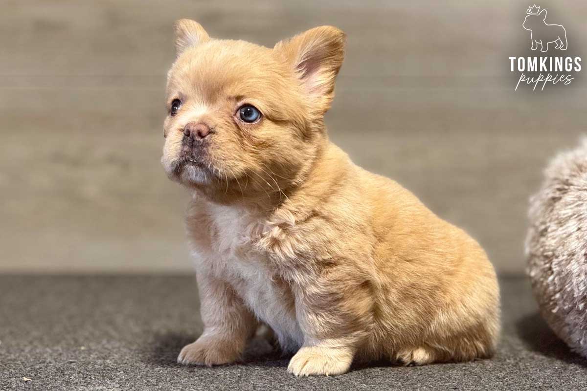Fletcher, available French Bulldog puppy at TomKings Puppies