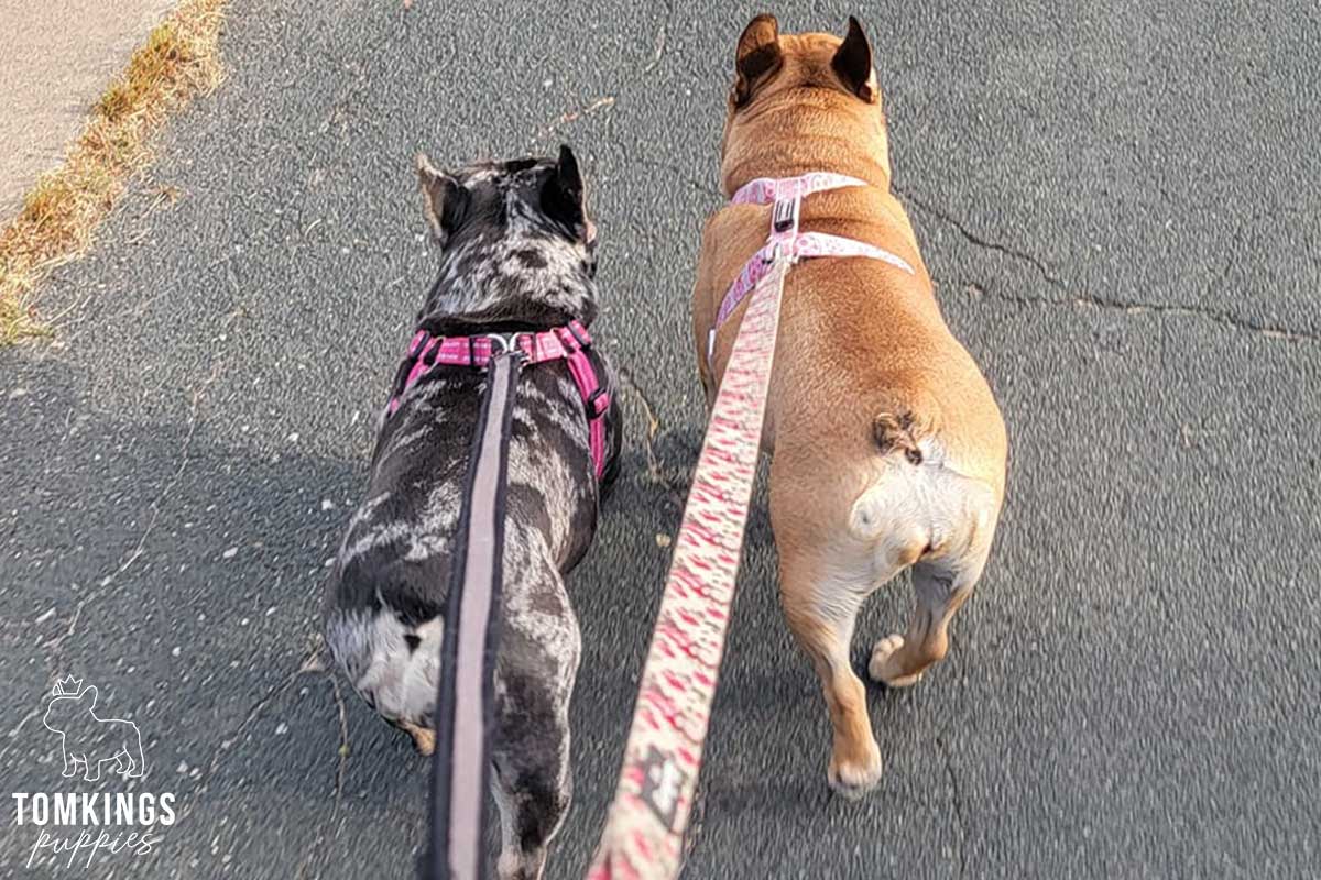 French Bulldog Walking Guide: Distance, Safety & Exercise Needs - TomKings Blog