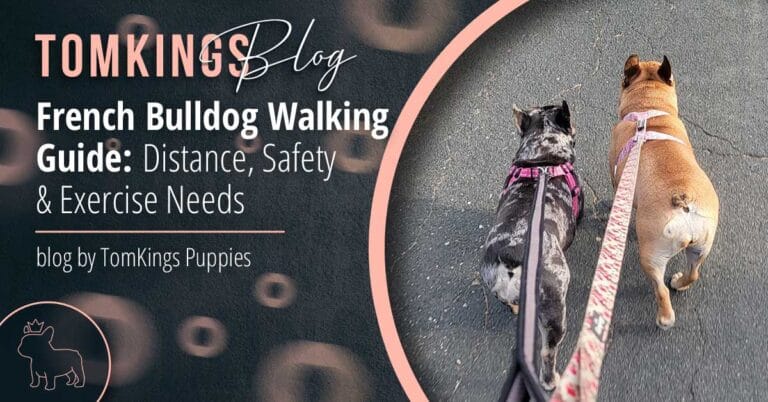 French Bulldog Walking Guide: Distance, Safety & Exercise Needs - TomKings Blog