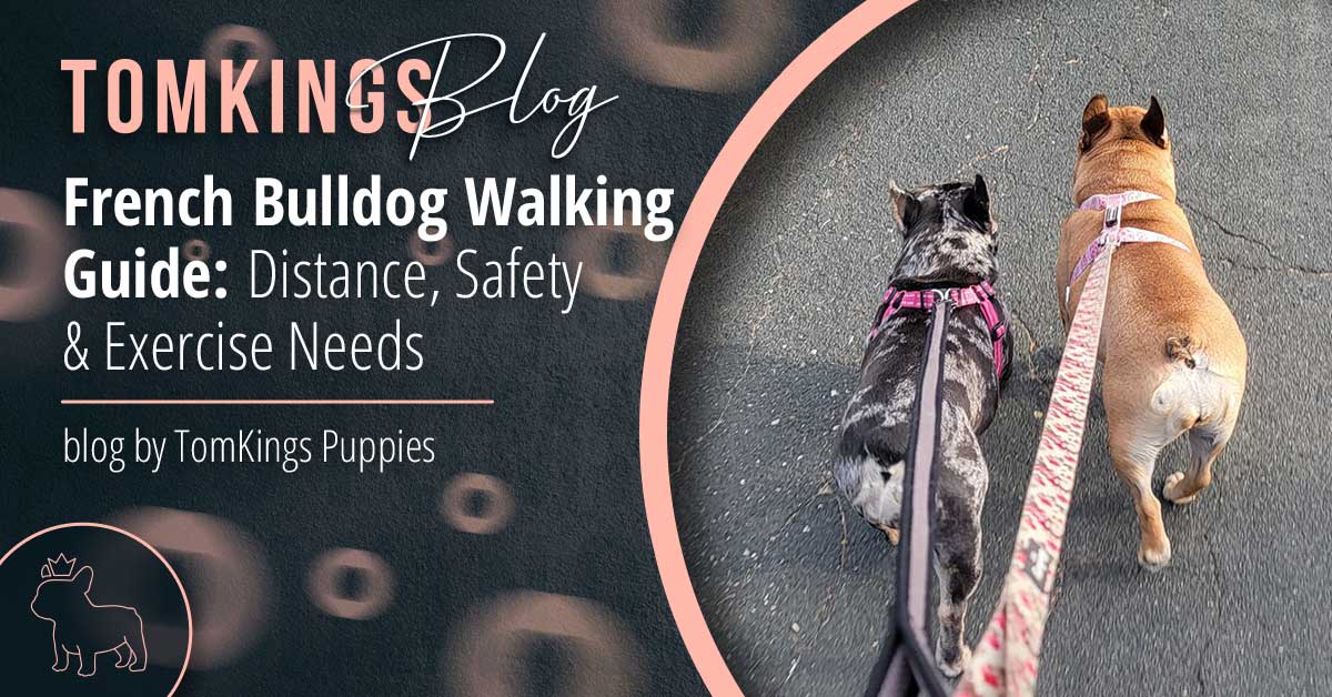 French Bulldog Walking Guide: Distance, Safety & Exercise Needs - TomKings Blog