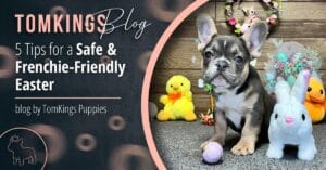 5 Tips for a Safe &Frenchie-Friendly Easter - TomKings Puppies Blog