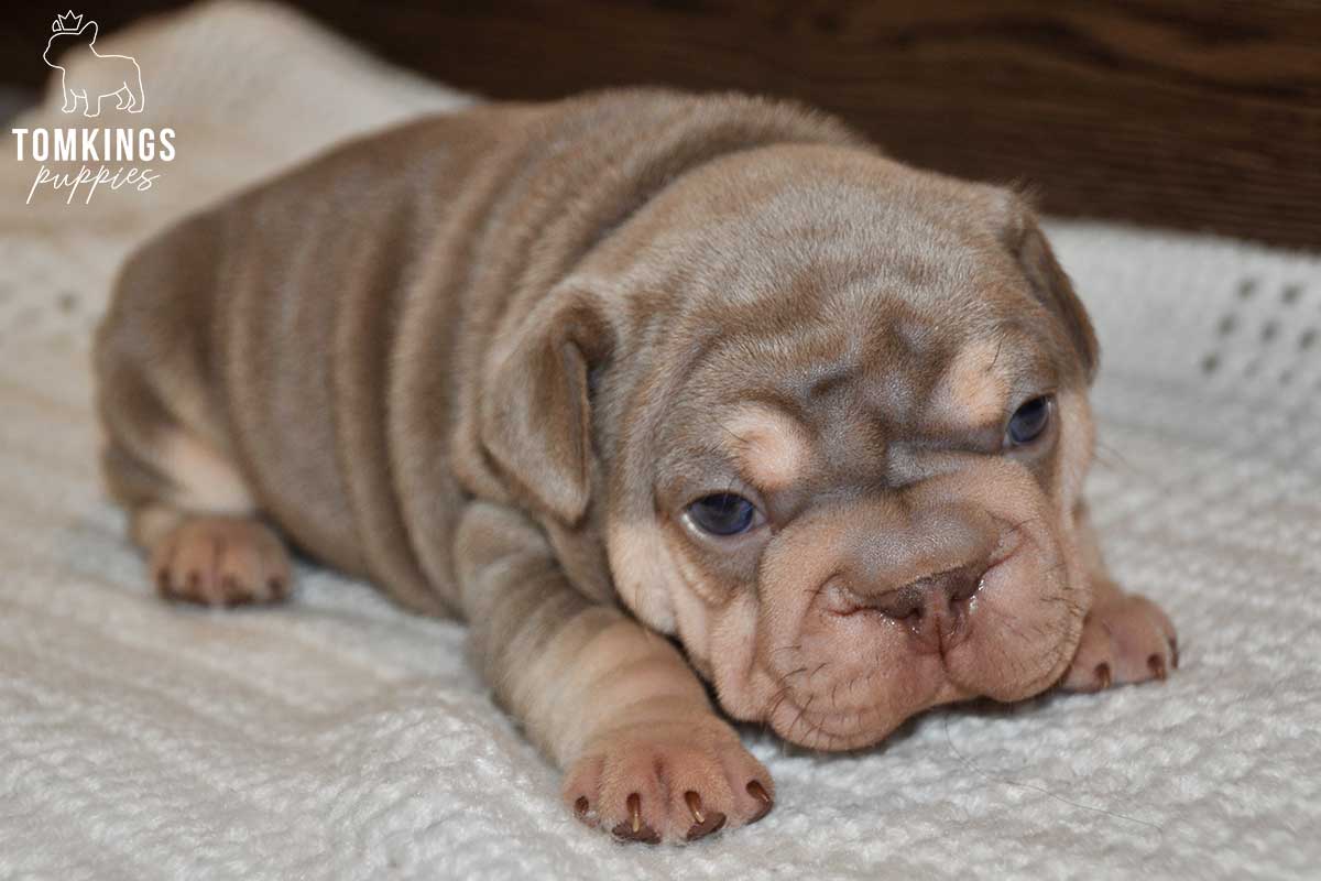 Lacroix, available French Bulldog puppy at TomKings Puppies