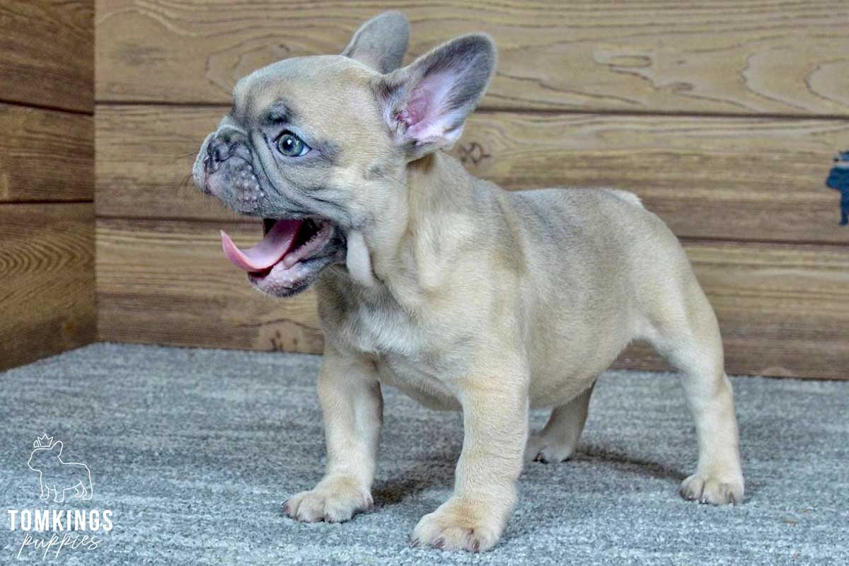 Soleil, available French Bulldog puppy at TomKings Puppies