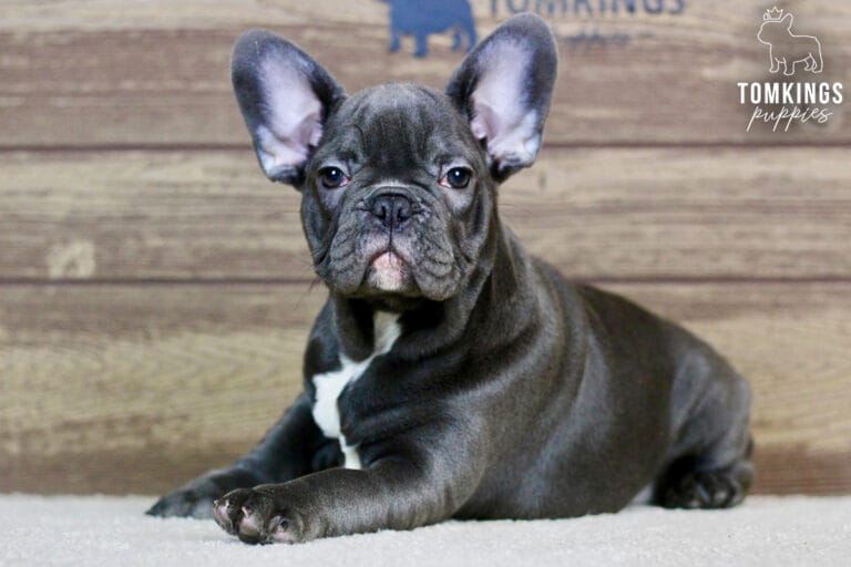 Wynter, available French Bulldog puppy at TomKings Puppies