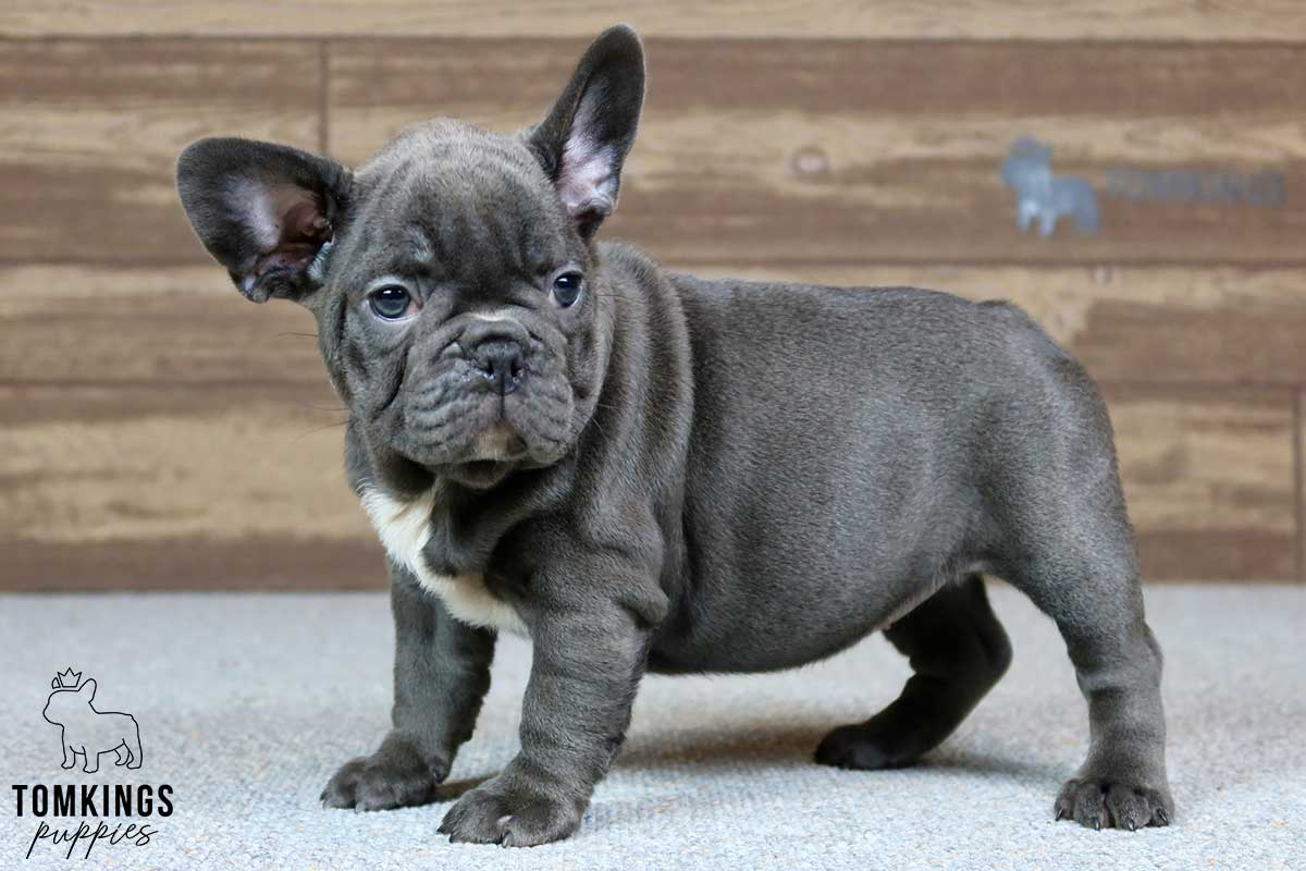 Wynter, available French Bulldog puppy at TomKings Puppies
