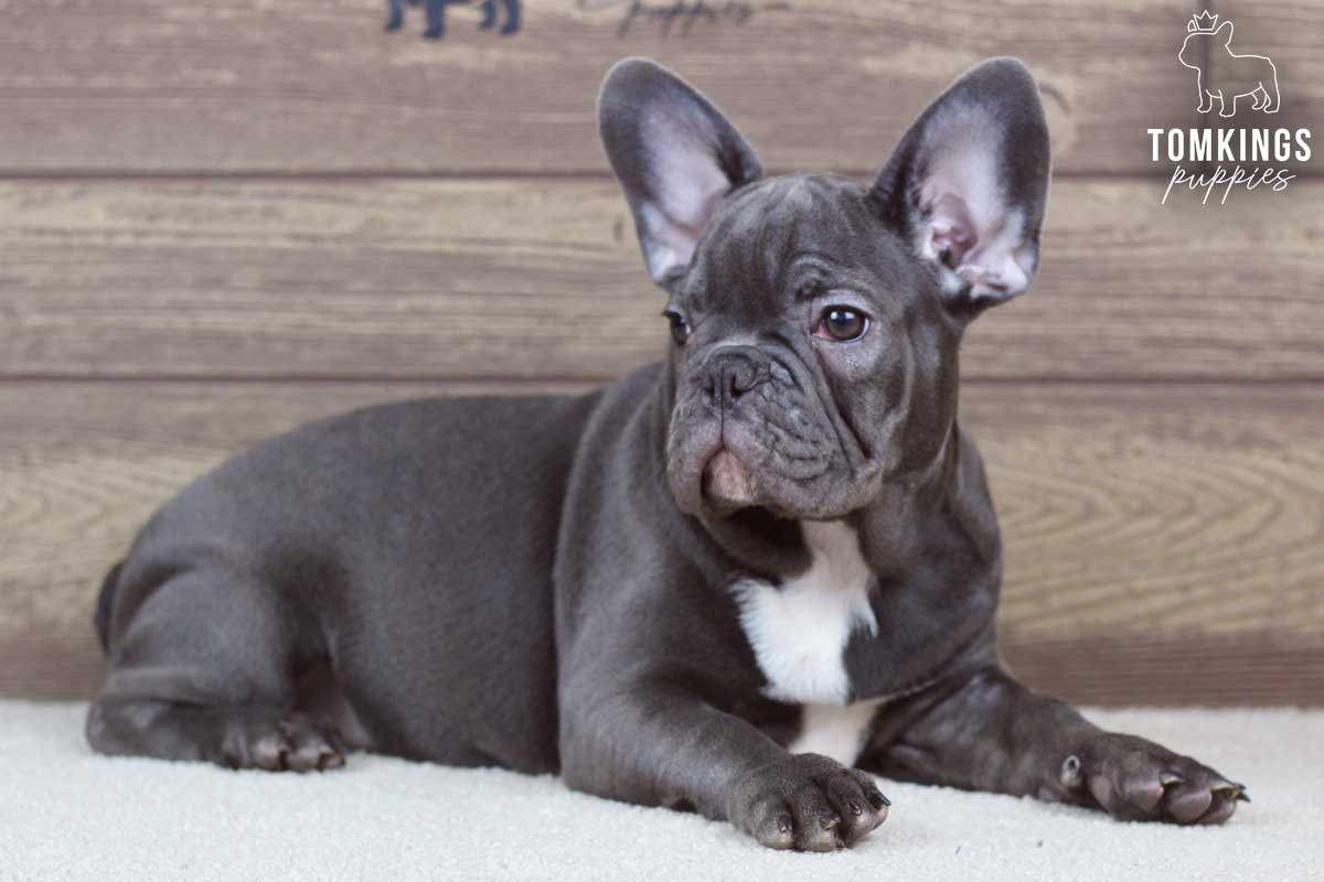 Wynter, available French Bulldog puppy at TomKings Puppies