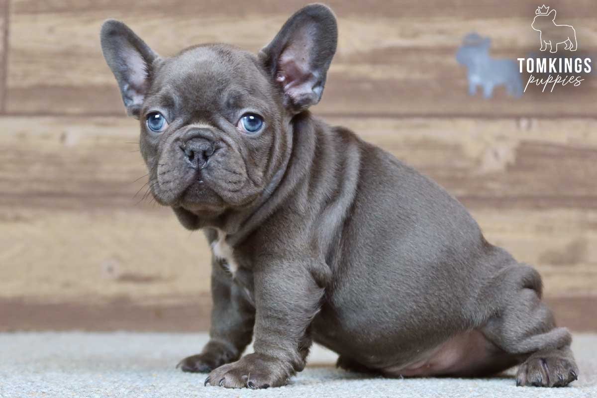 Carlos, available French Bulldog puppy at TomKings Puppies
