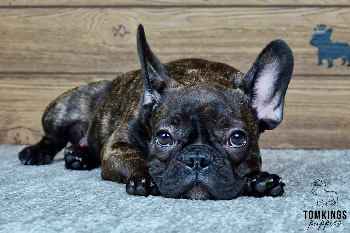 Crosby, available French Bulldog puppy at TomKings Puppies