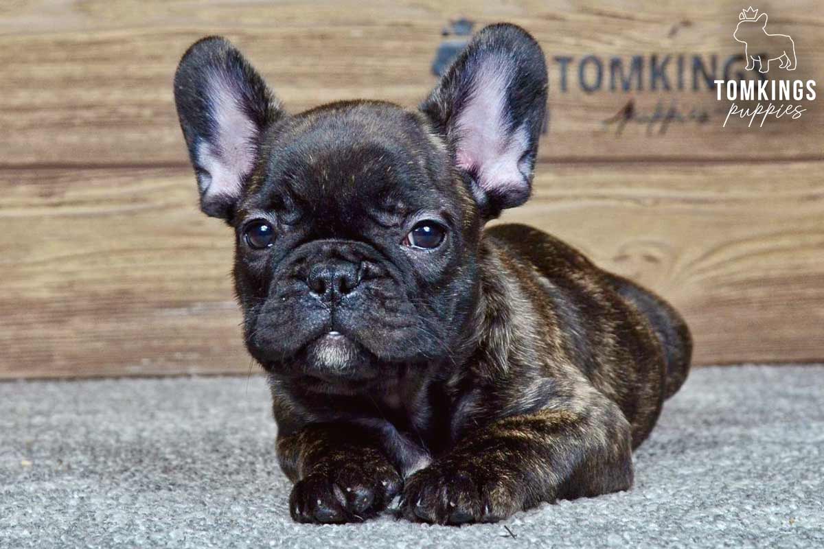 Dren, available French Bulldog puppy at TomKings Puppies