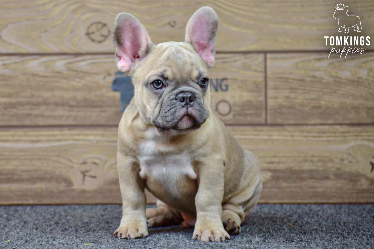 Dune, available French Bulldog puppy at TomKings Puppies