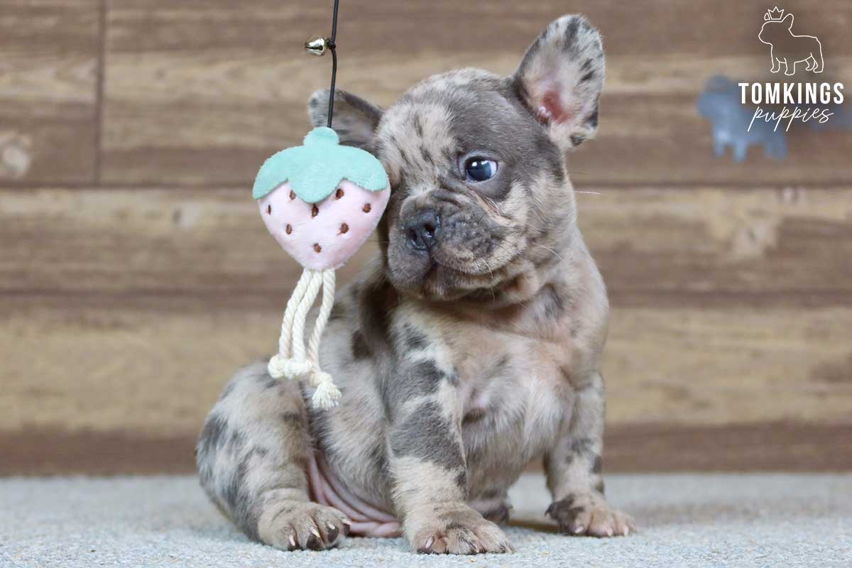 Gabriel, available French Bulldog puppy at TomKings Puppies