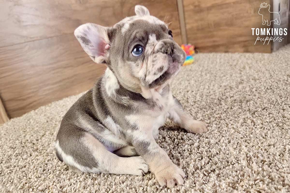 Harli, available French Bulldog puppy at TomKings Puppies
