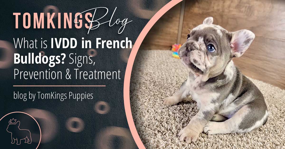 What is IVDD in French Bulldogs? Signs, Prevention & Treatment - TomKings Blog