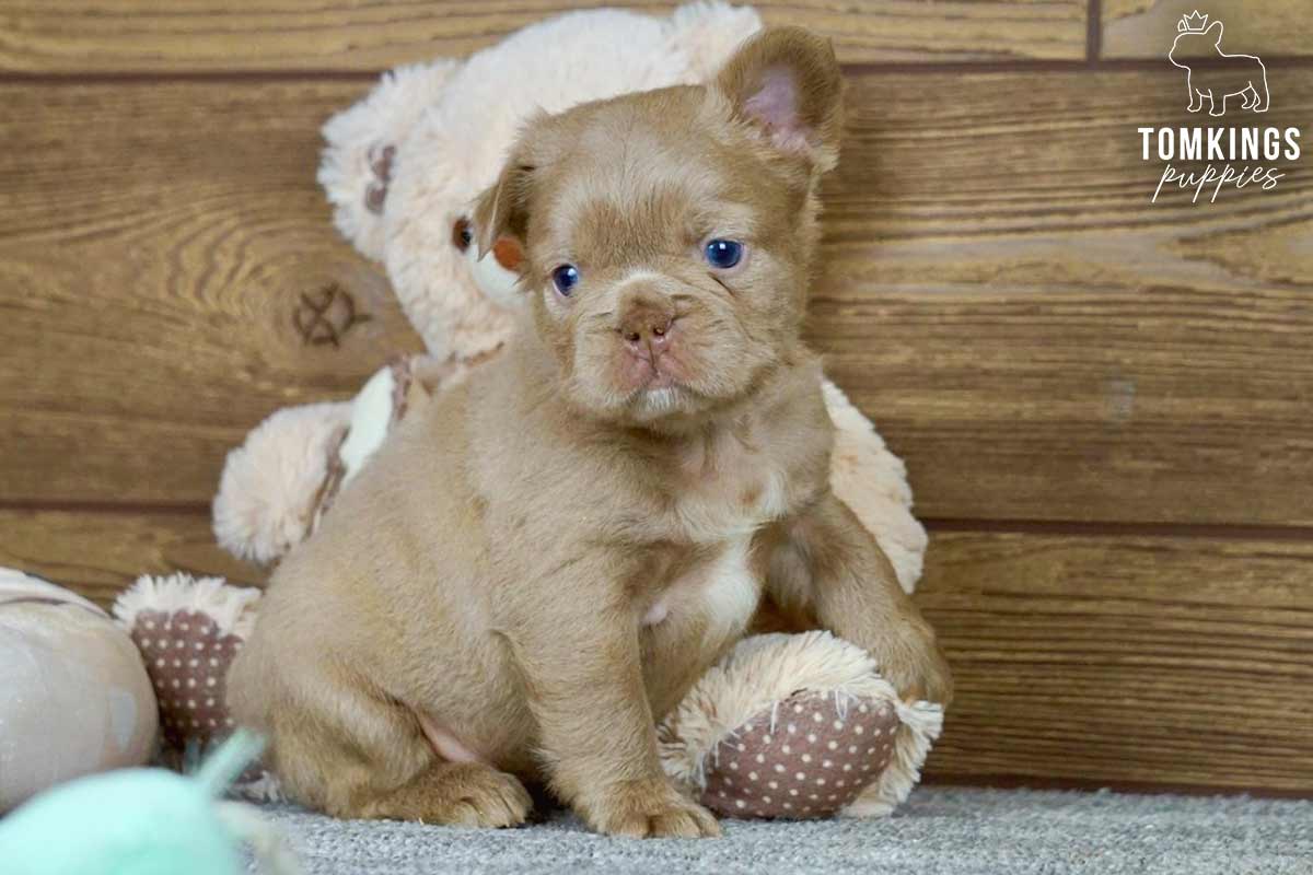 Julian French Bulldog puppy at TomKings Puppies