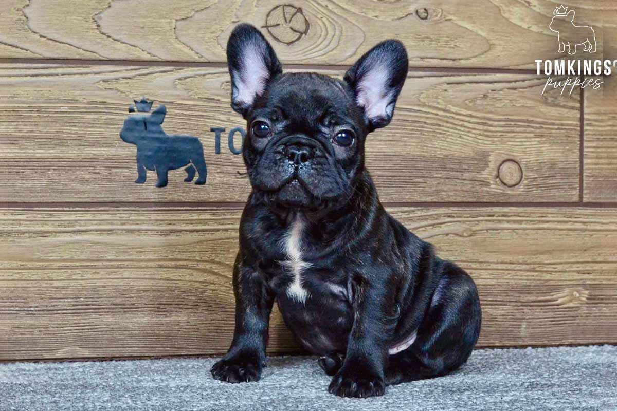 Max, available French Bulldog puppy at TomKings Puppies