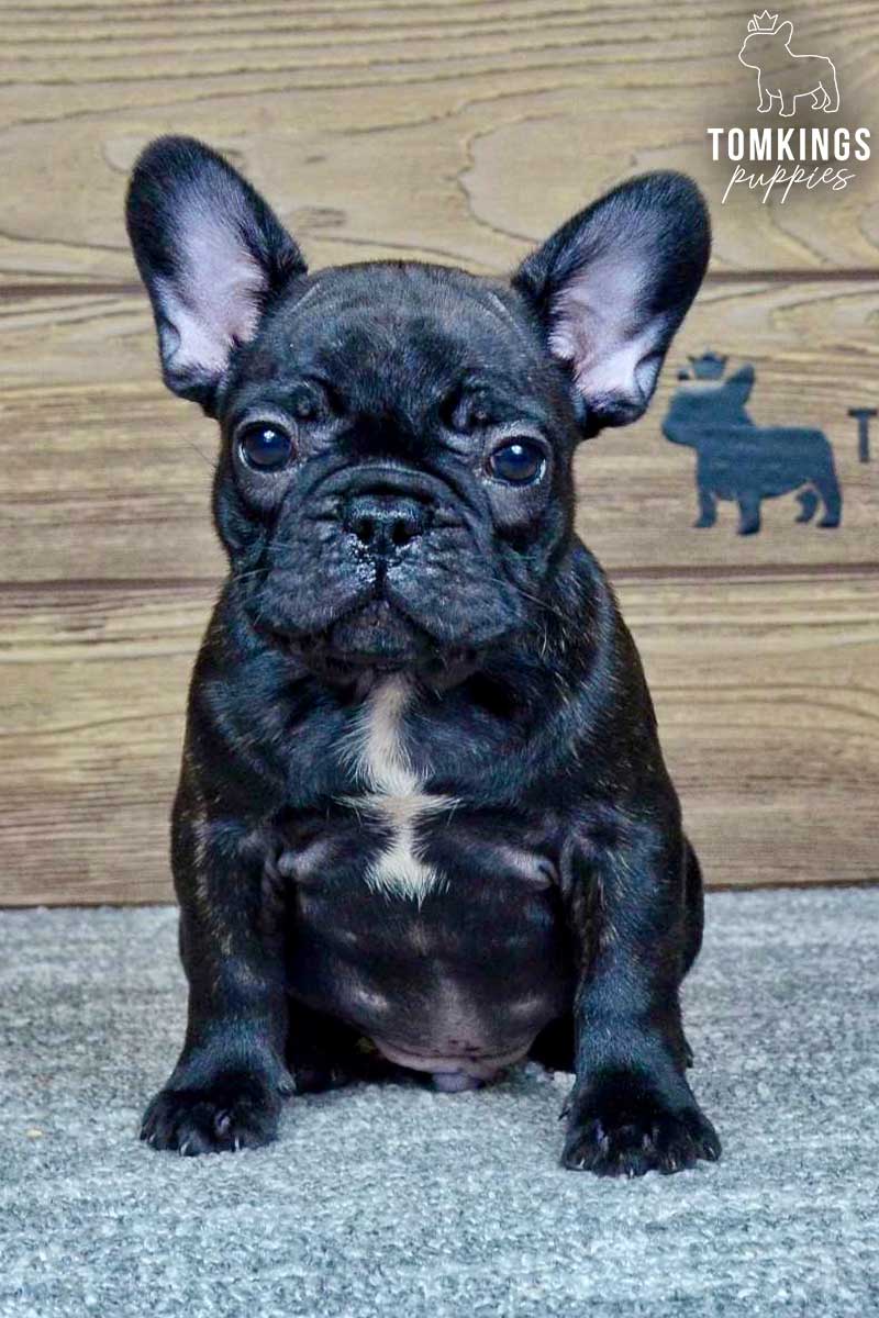 Max, available French Bulldog puppy at TomKings Puppies