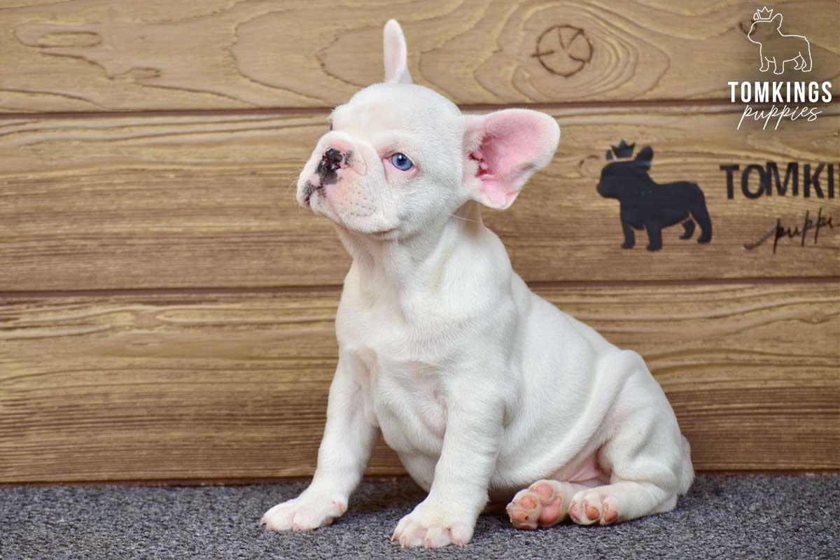 Orlando, French Bulldog puppy at TomKings Puppies