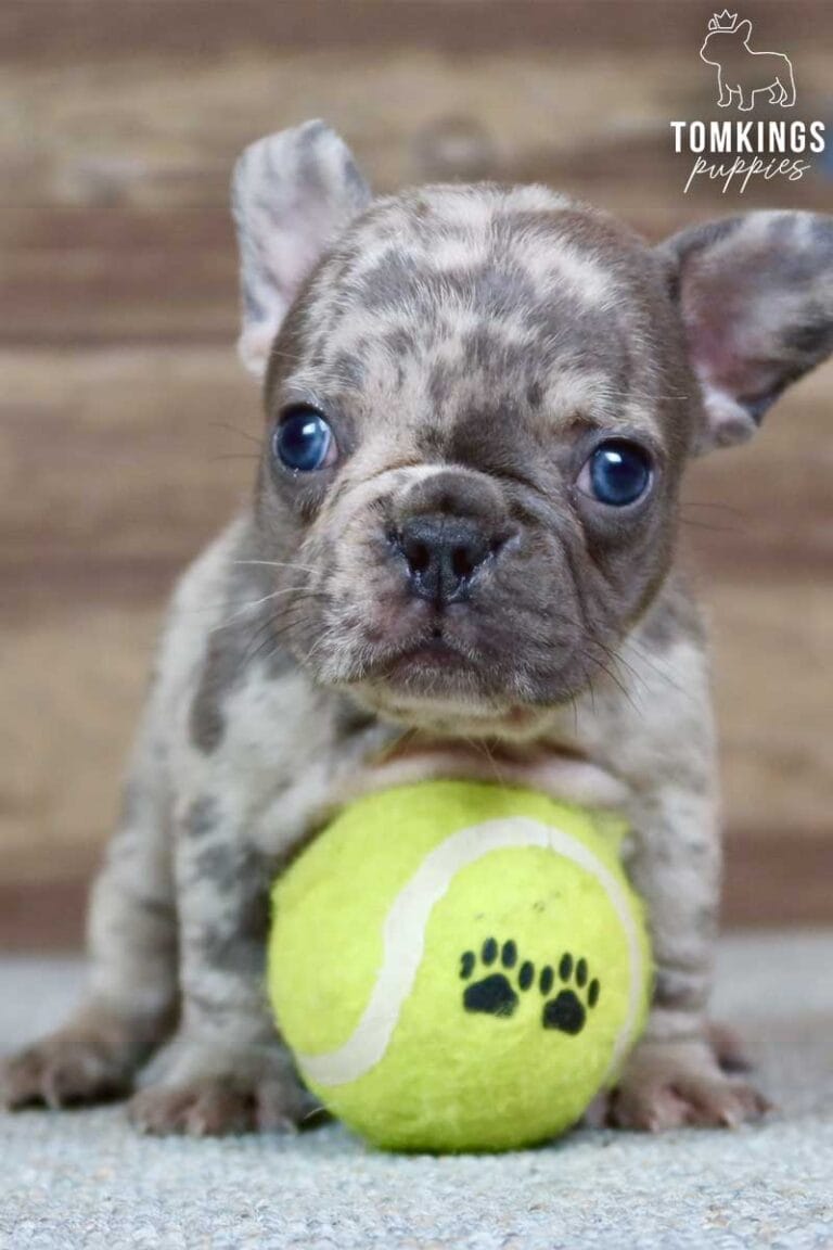 Piper, available French Bulldog puppy at TomKings Puppies