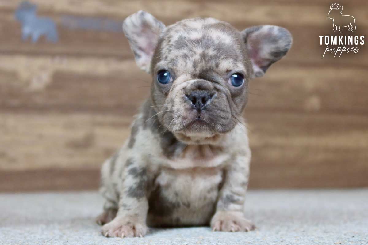 Piper, available French Bulldog puppy at TomKings Puppies