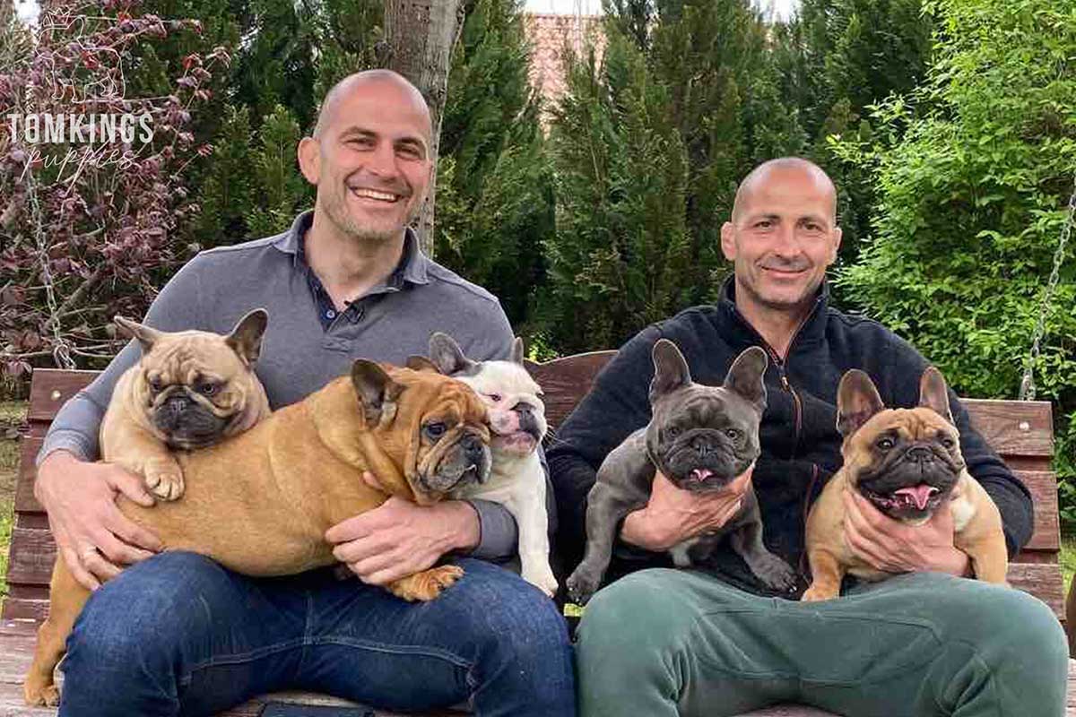 The World’s #1 Frenchie Kennel, Thanks to You - TomKings Puppies blog