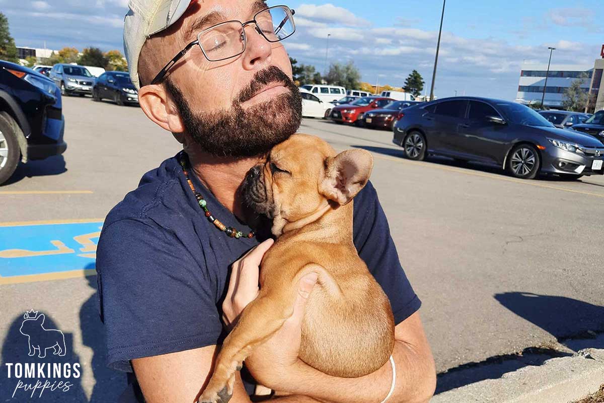 The World’s #1 Frenchie Kennel, Thanks to You - TomKings Puppies blog