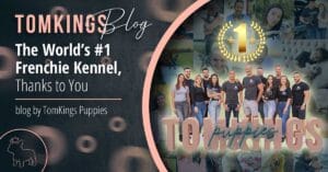 The World’s #1 Frenchie Kennel, Thanks to You - TomKings Puppies blog