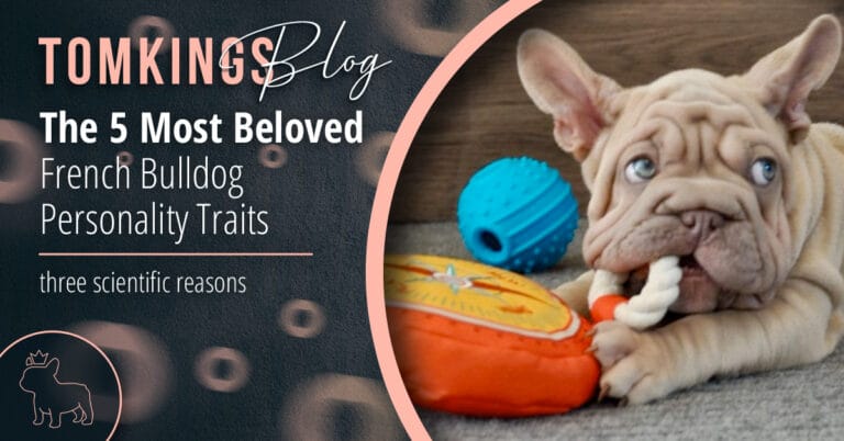 The 5 Most Beloved French Bulldog Personality Traits