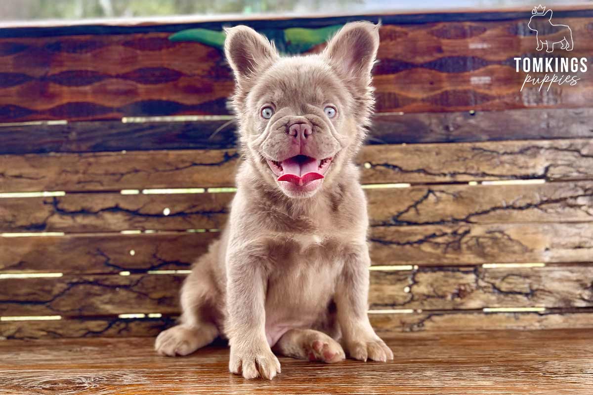 Vinny, available French Bulldog puppy at TomKings Puppies