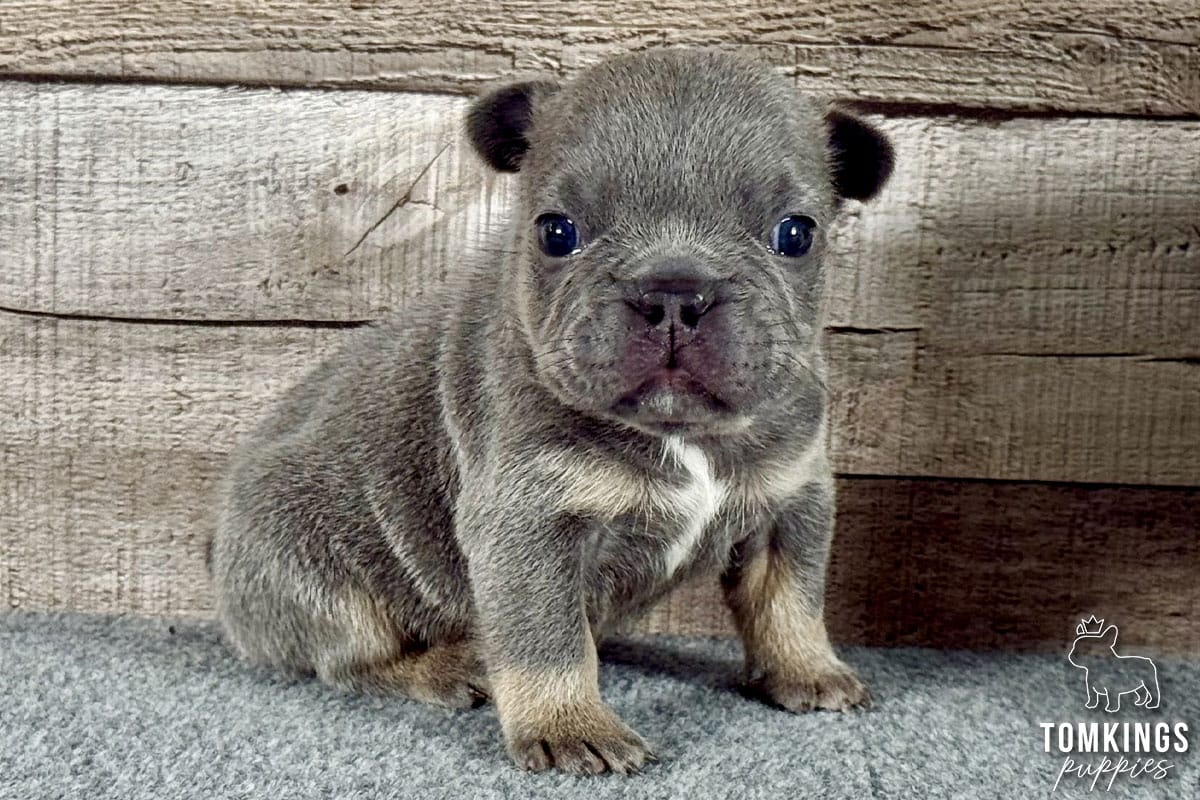 Blueberry, available French Bulldog puppy at TomKings Puppies