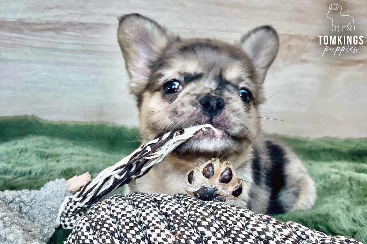 Calliope, available fluffy French Bulldog puppy at TomKings Puppies