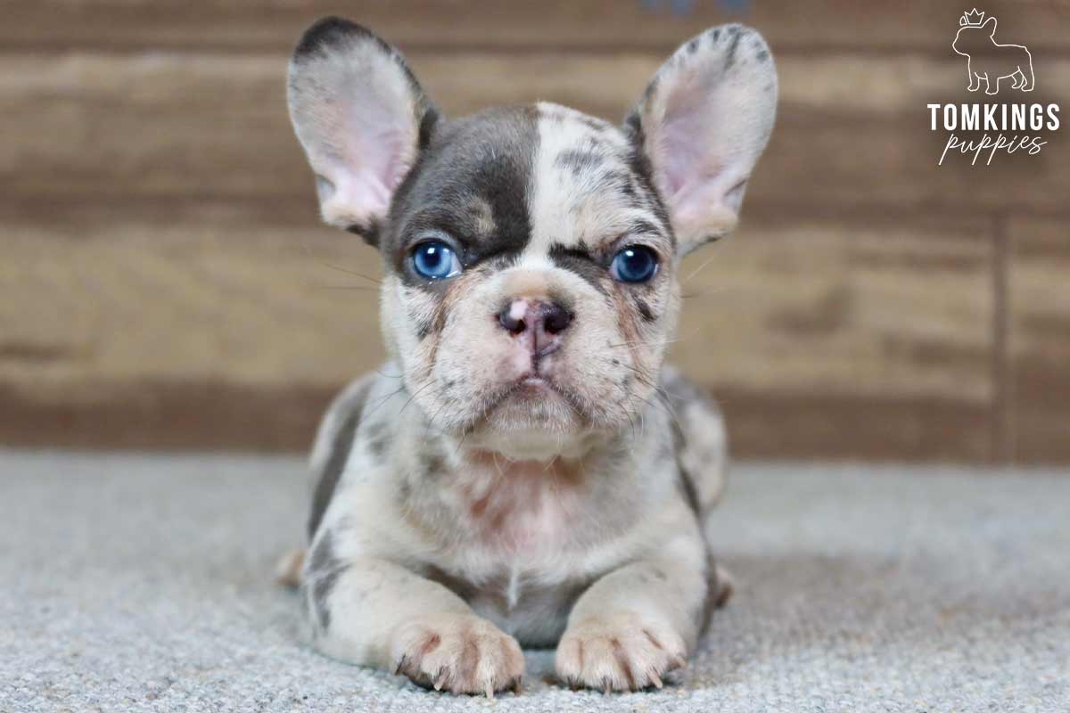 Calvin, available French Bulldog puppy at TomKings Puppies