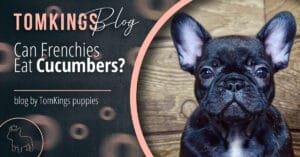 Can Frenchies Eat Cucumbers?