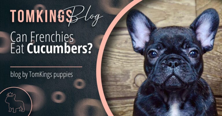Can Frenchies Eat Cucumbers?
