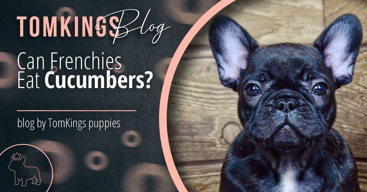 Can Frenchies Eat Cucumbers?