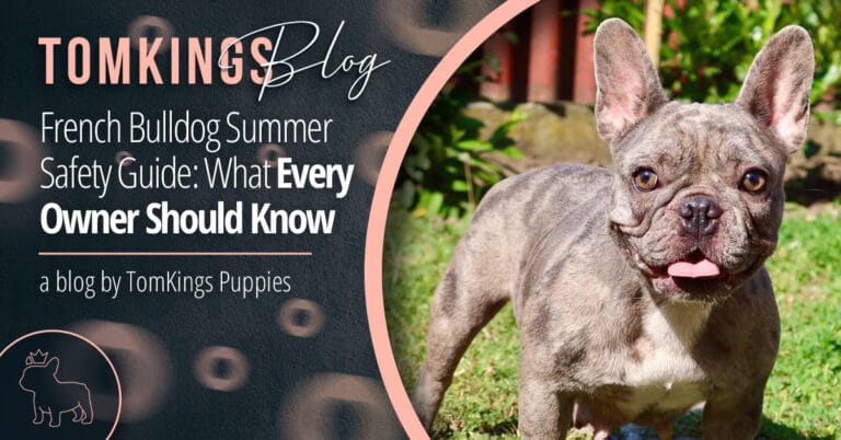 French Bulldog Summer Safety Guide: What Every Owner Should Know