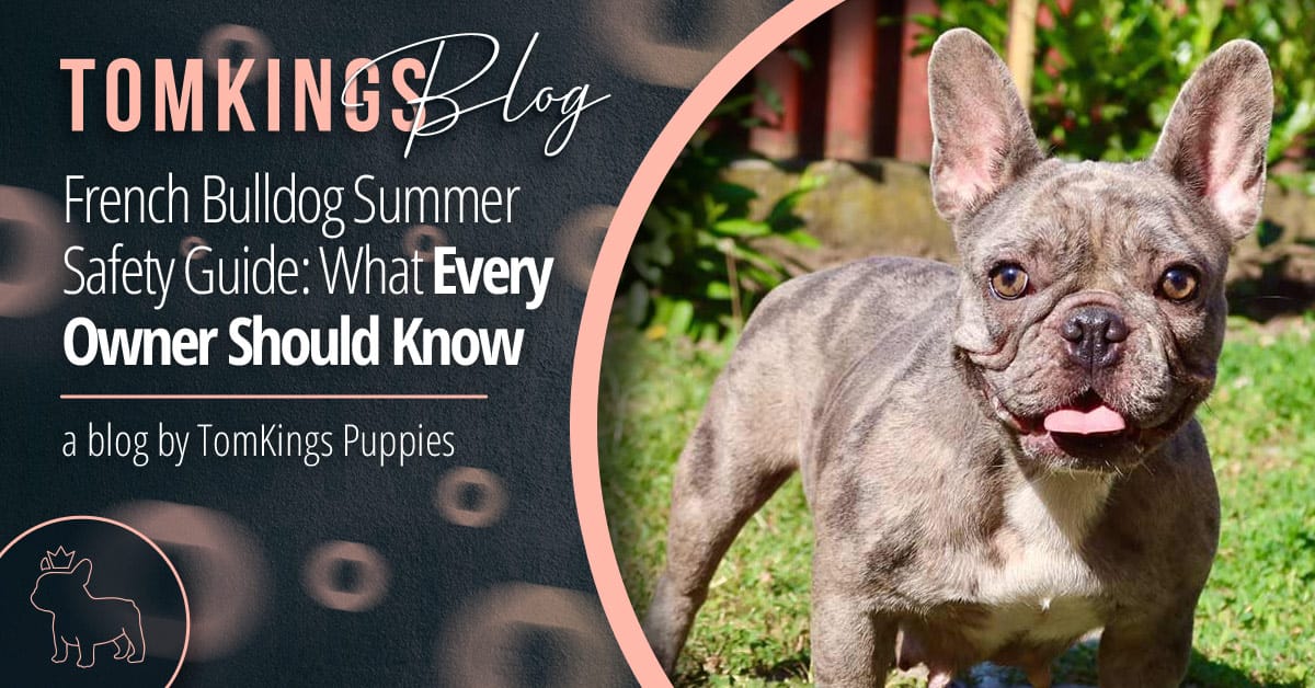 French Bulldog Summer Safety Guide: What Every Owner Should Know