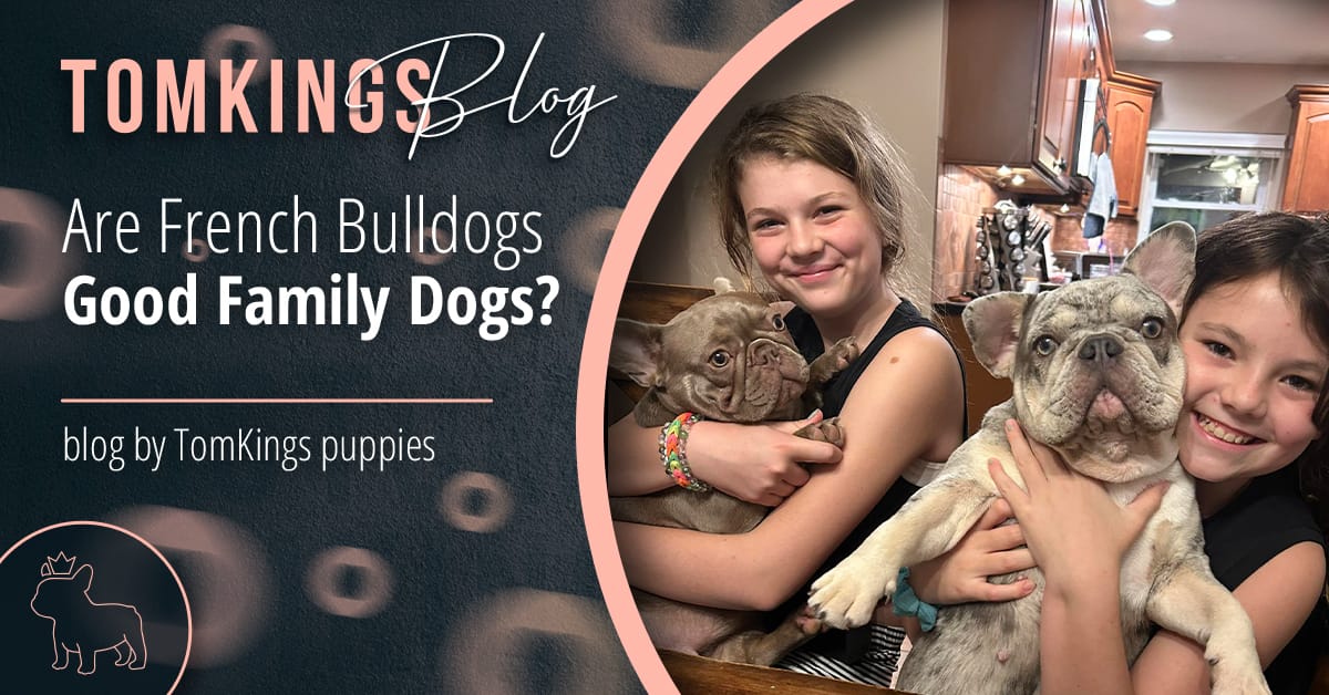 Are French Bulldogs Good Family Dogs?